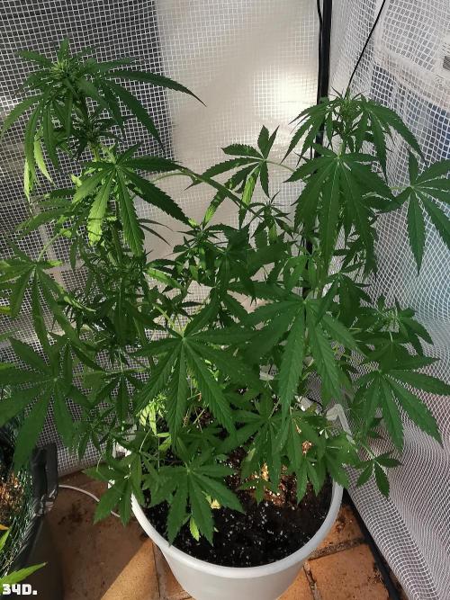 C+ Auto EXT.. Week 5 - 34d