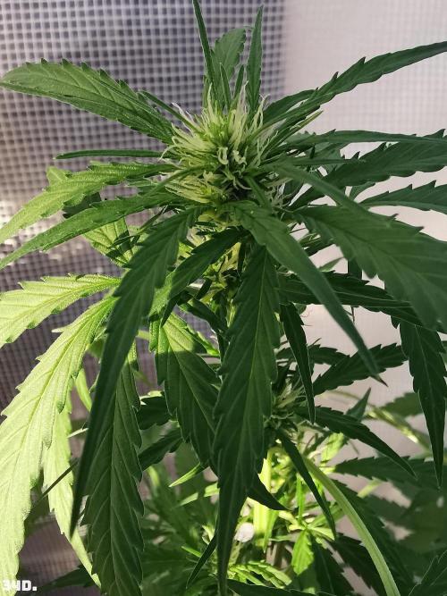 C+ Auto EXT.. Week 5 - 34d