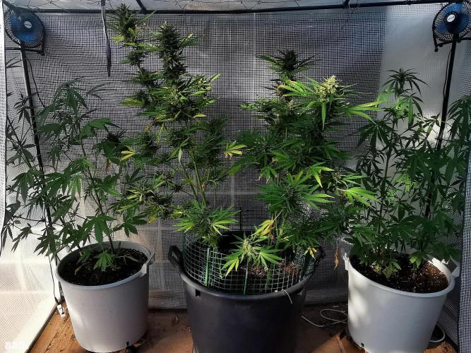 AUTO MilkyWay ROYALQUEENS. Week 12 - 82d