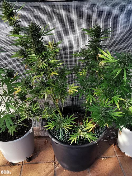 AUTO MilkyWay ROYALQUEENS. Week 12 - 82d