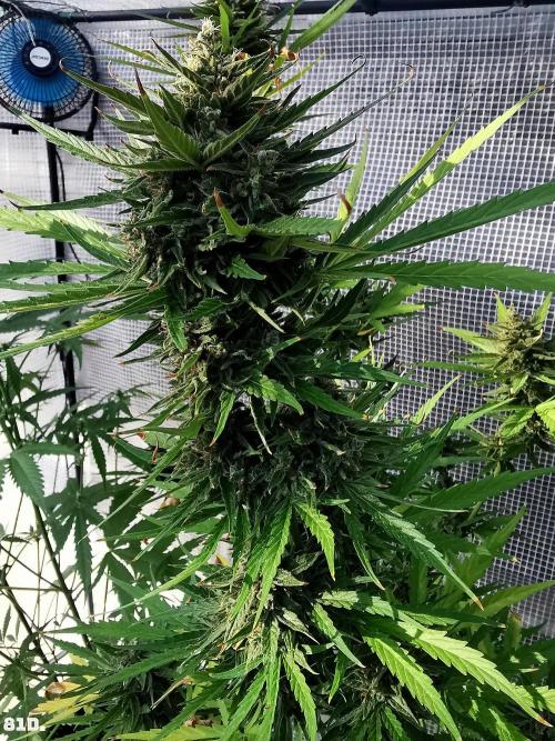 AUTO MilkyWay ROYALQUEENS. Week 12 - 82d