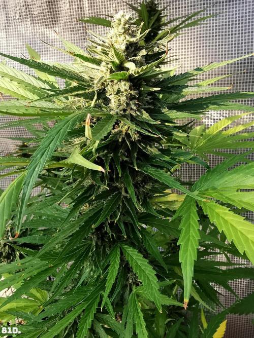 AUTO MilkyWay ROYALQUEENS. Week 12 - 82d