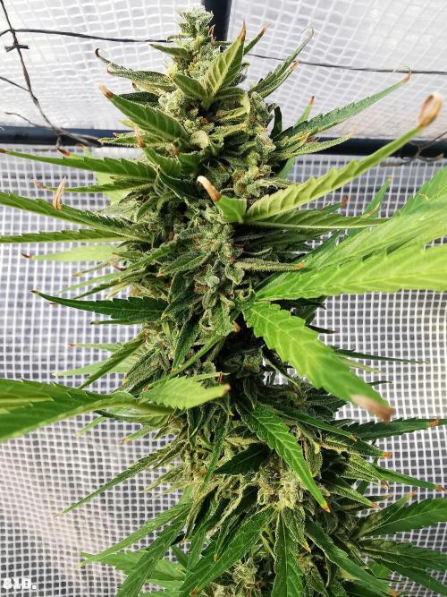 AUTO MilkyWay ROYALQUEENS. Week 12 - 82d