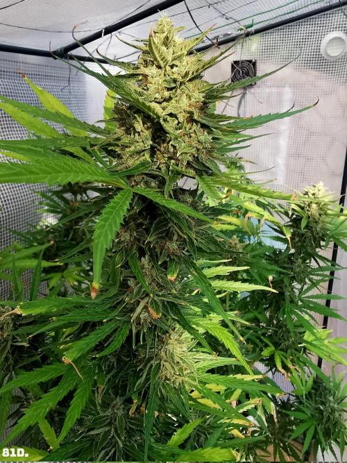AUTO MilkyWay ROYALQUEENS. Week 12 - 82d