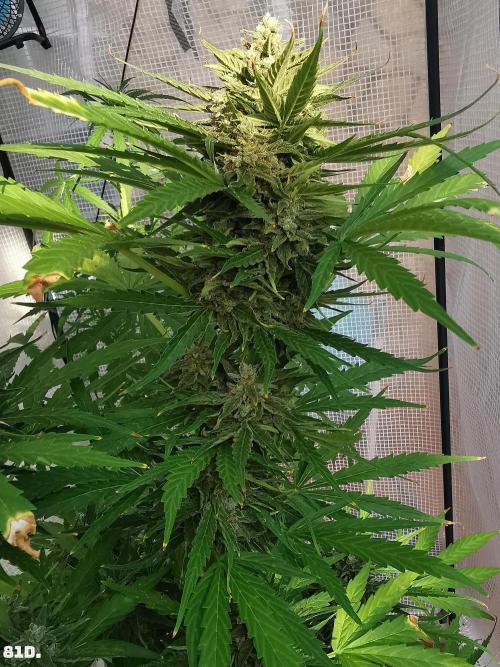 AUTO MilkyWay ROYALQUEENS. Week 12 - 82d