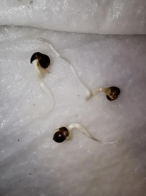 Fruit Punch ext.. Week 0