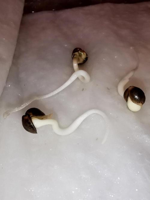 Fruit Punch ext.. Week 0