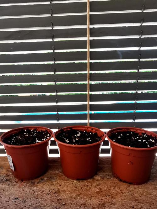 Fruit Punch ext.. Week 0