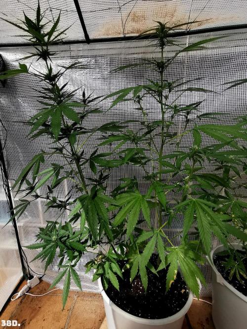 C+ Auto EXT.. Week 6 - 38D