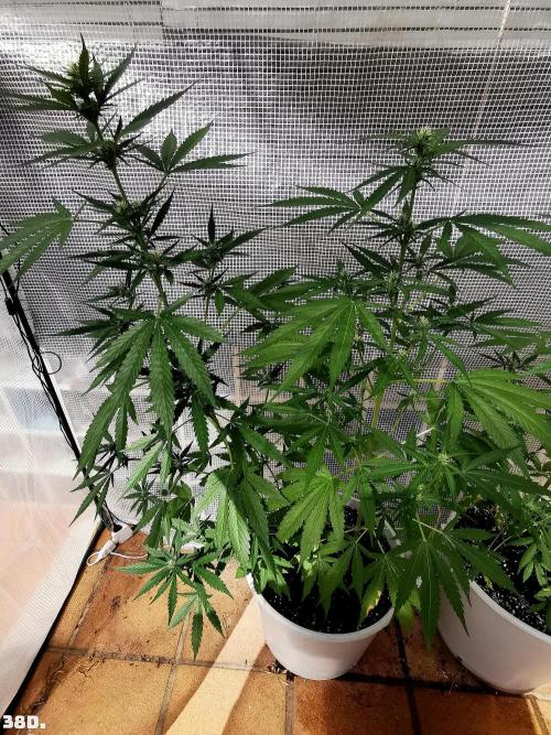 C+ Auto EXT.. Week 6 - 38D