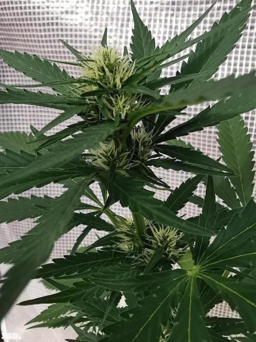 C+ Auto EXT.. Week 6 - 38D