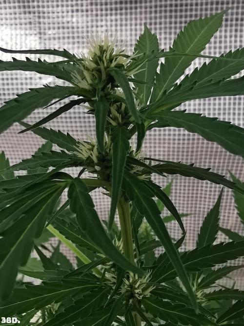 C+ Auto EXT.. Week 6 - 38D