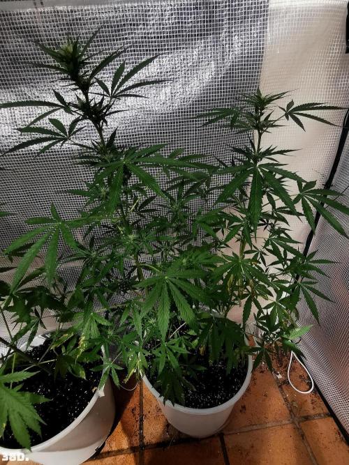 C+ Auto EXT.. Week 6 - 38D
