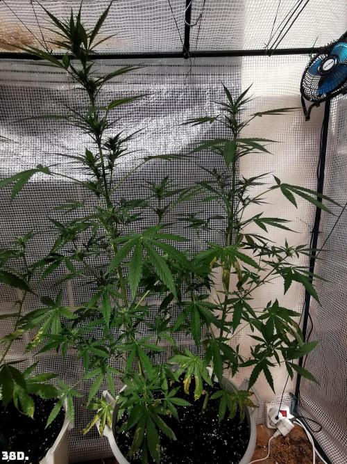 C+ Auto EXT.. Week 6 - 38D