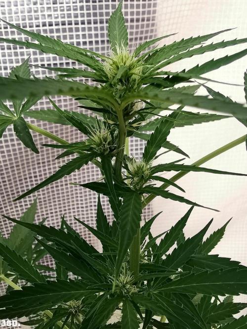 C+ Auto EXT.. Week 6 - 38D