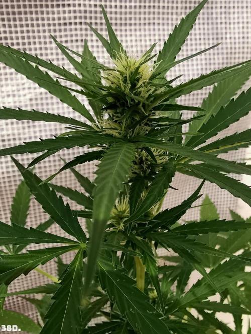 C+ Auto EXT.. Week 6 - 38D
