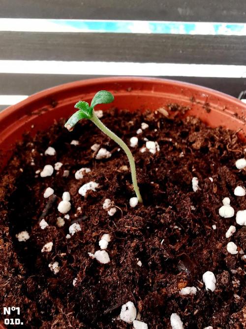Fruit Punch ext.. Week 1 - 1D
