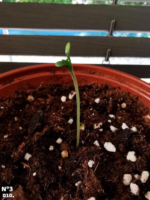 Fruit Punch ext.. Week 1 - 1D