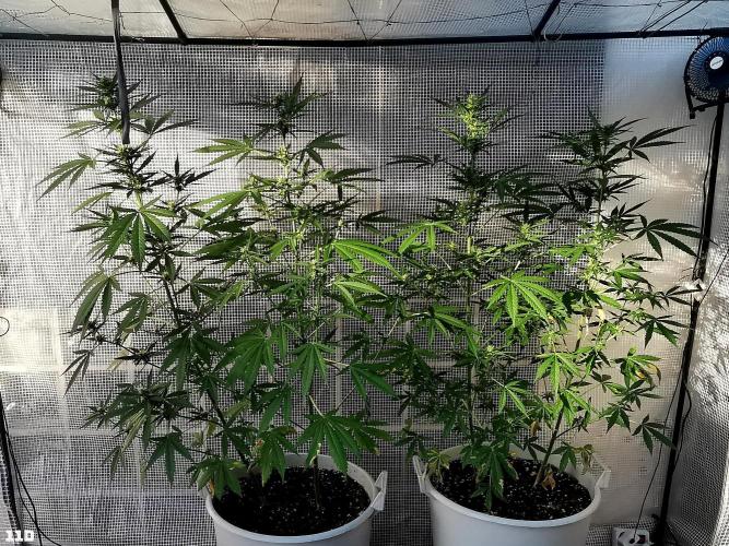 C+ Auto EXT.. Week 6 - 41D