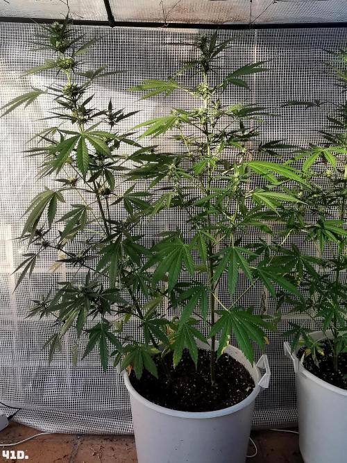 C+ Auto EXT.. Week 6 - 41D
