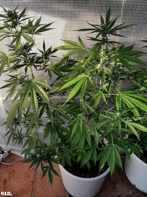 C+ Auto EXT.. Week 6 - 41D