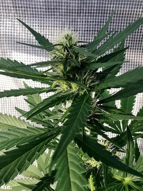 C+ Auto EXT.. Week 6 - 41D