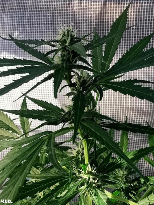 C+ Auto EXT.. Week 6 - 41D