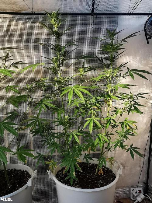 C+ Auto EXT.. Week 6 - 41D