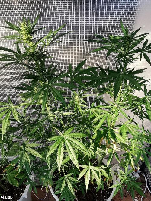 C+ Auto EXT.. Week 6 - 41D