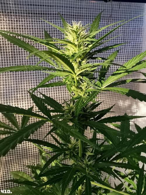 C+ Auto EXT.. Week 6 - 41D