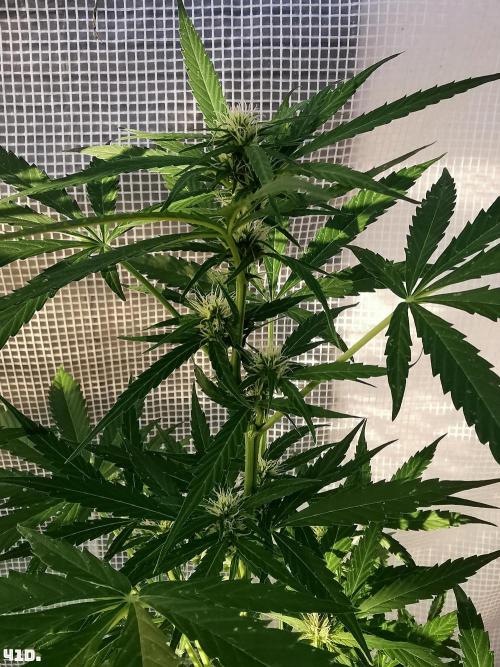 C+ Auto EXT.. Week 6 - 41D