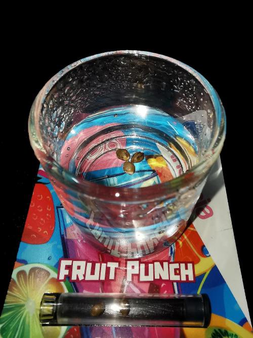 Fruit Punch. Week 0