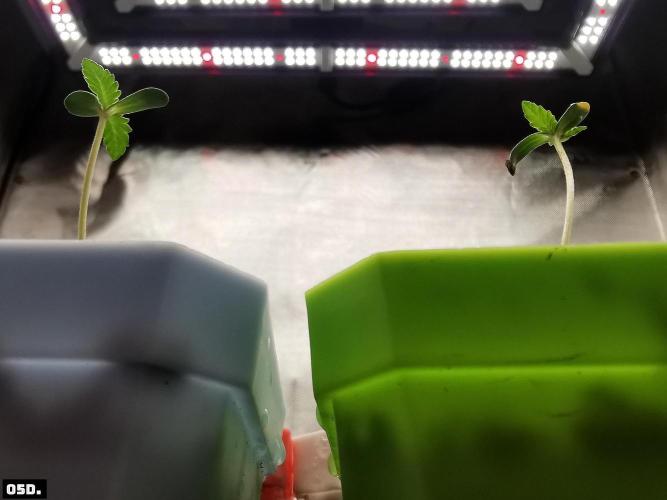 Fruit Punch. Week 2
