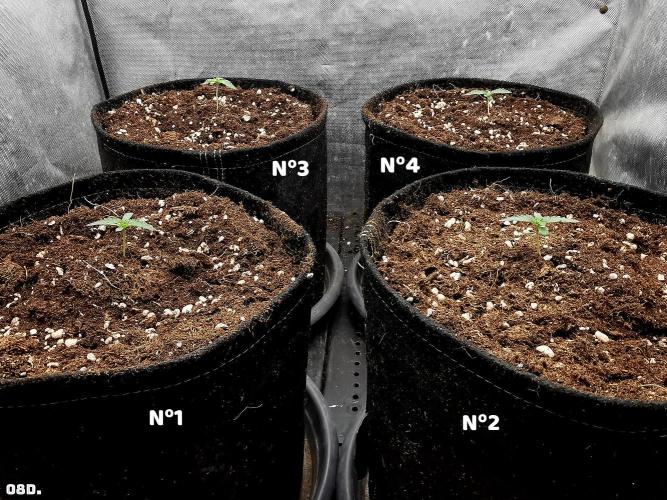 Fruit Punch. Week 2 - 8D