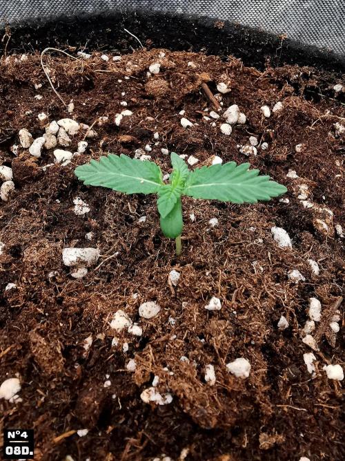 Fruit Punch. Week 2