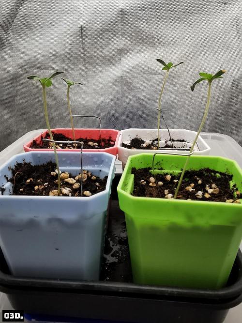 Fruit Punch. Week 1 - 3D