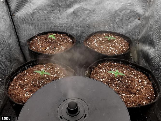 Fruit Punch. Week 2