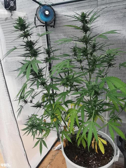 C+ Auto EXT.. Week 7 - 49D