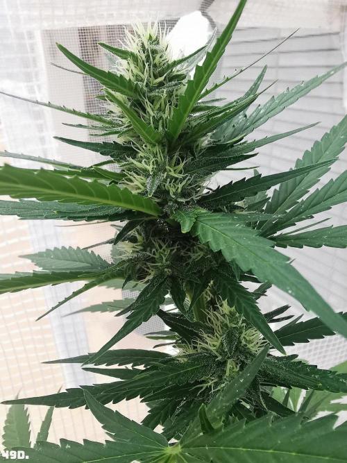 C+ Auto EXT.. Week 7 - 49D