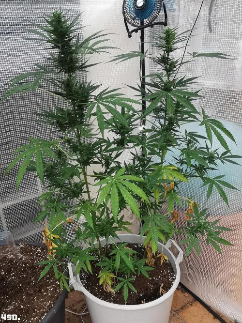 C+ Auto EXT.. Week 7 - 49D
