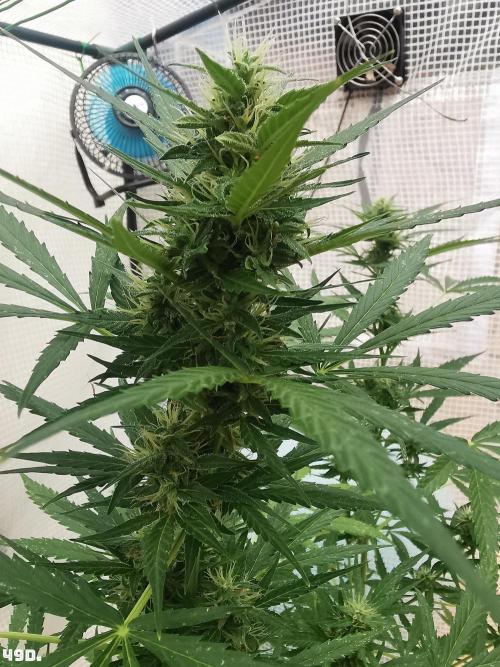 C+ Auto EXT.. Week 7 - 49D
