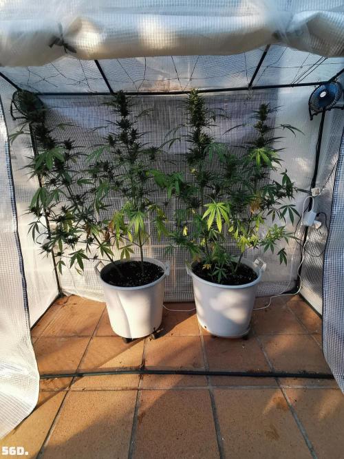 C+ Auto EXT.. Week 8 - 56D