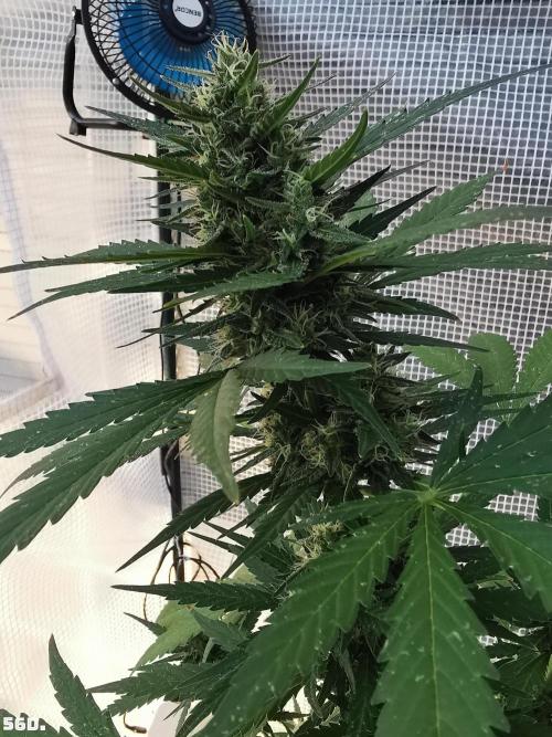 C+ Auto EXT.. Week 8 - 56D