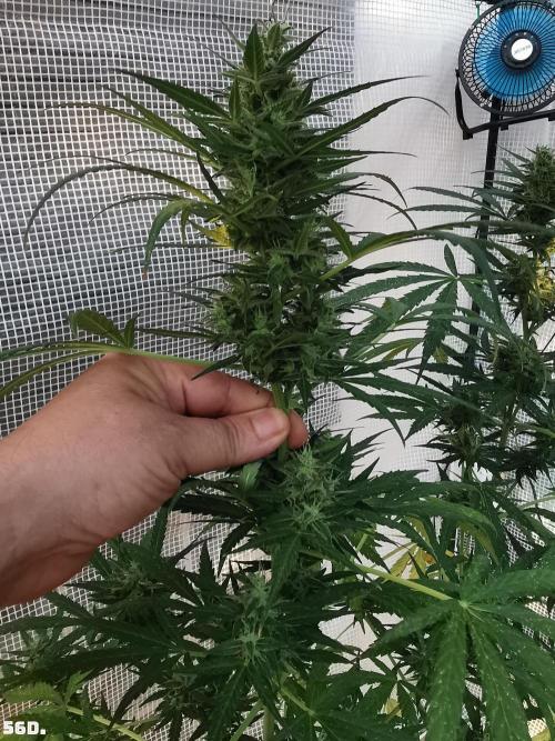 C+ Auto EXT.. Week 8 - 56D