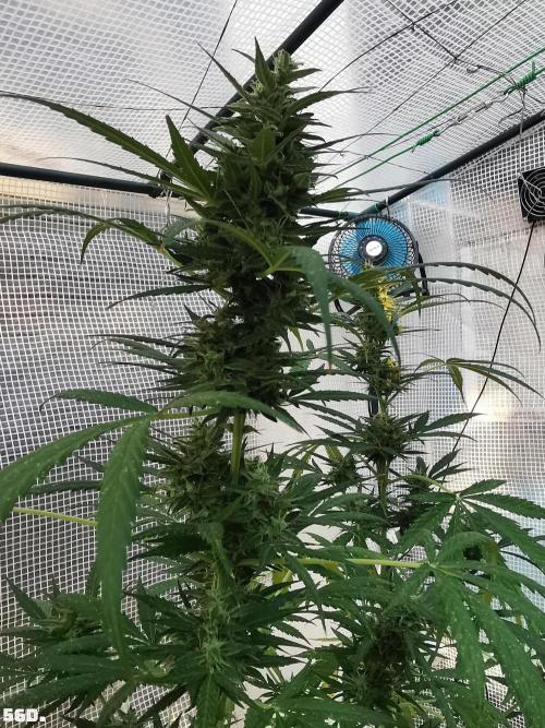 C+ Auto EXT.. Week 8 - 56D