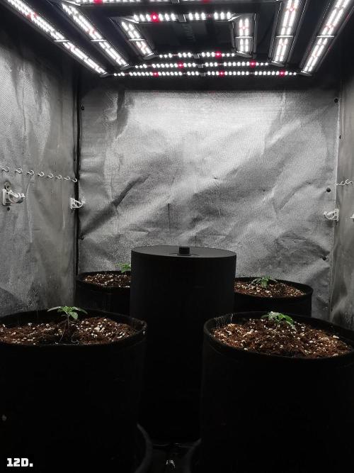 Fruit Punch. Week 2 - 12d
