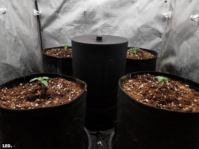 Fruit Punch. Week 2