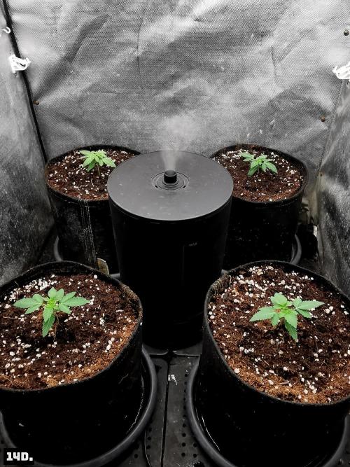 Fruit Punch. Week 2 - 14D