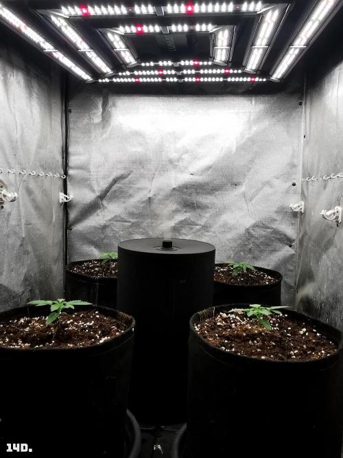 Fruit Punch. Week 2 - 14D