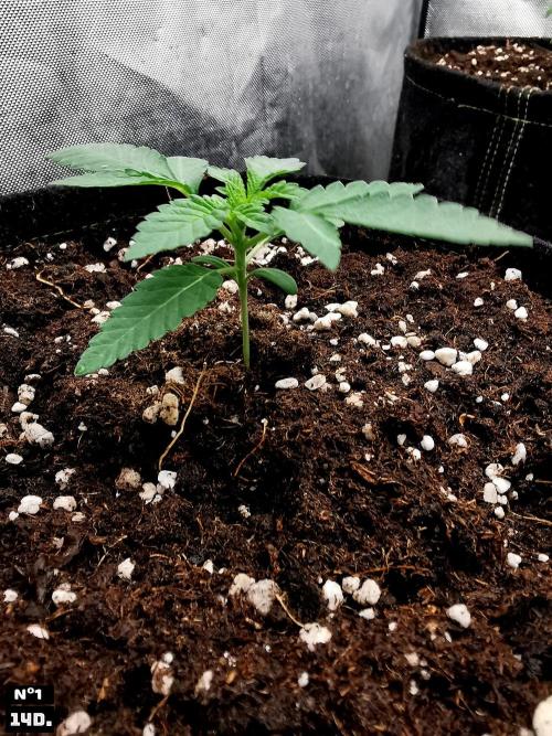 Fruit Punch. Week 2 - 14Dnº1